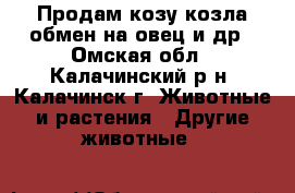 Продам козу козла обмен на овец и др - Омская обл., Калачинский р-н, Калачинск г. Животные и растения » Другие животные   